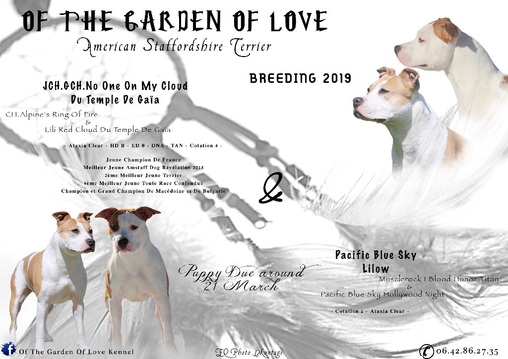 Of The Garden Of Love - American Staffordshire Terrier - Portée née le 25/03/2019