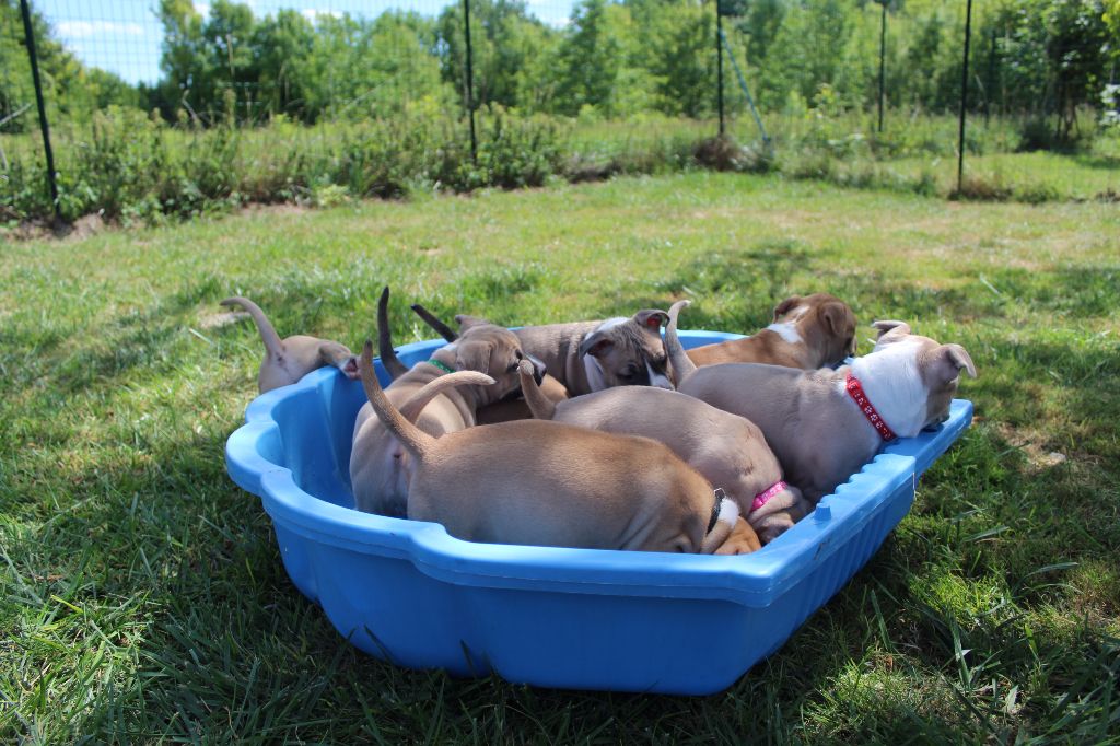 Of The Garden Of Love - American Staffordshire Terrier - Portée née le 02/07/2017